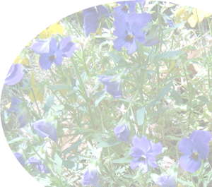 fleurs_fond
